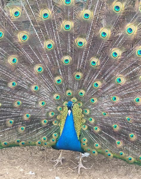 How much is peacock. Things To Know About How much is peacock. 